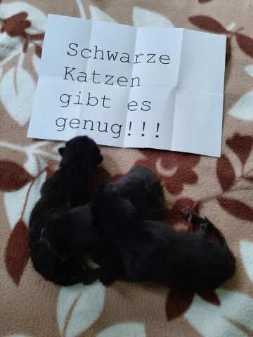 Schock Fund in Weimar! Zwei der vier Katzenbabys sind mittlerweile gestorben. 