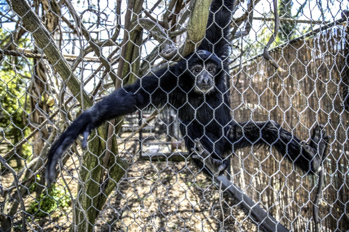 zoopark zoo erfurt affen siamang