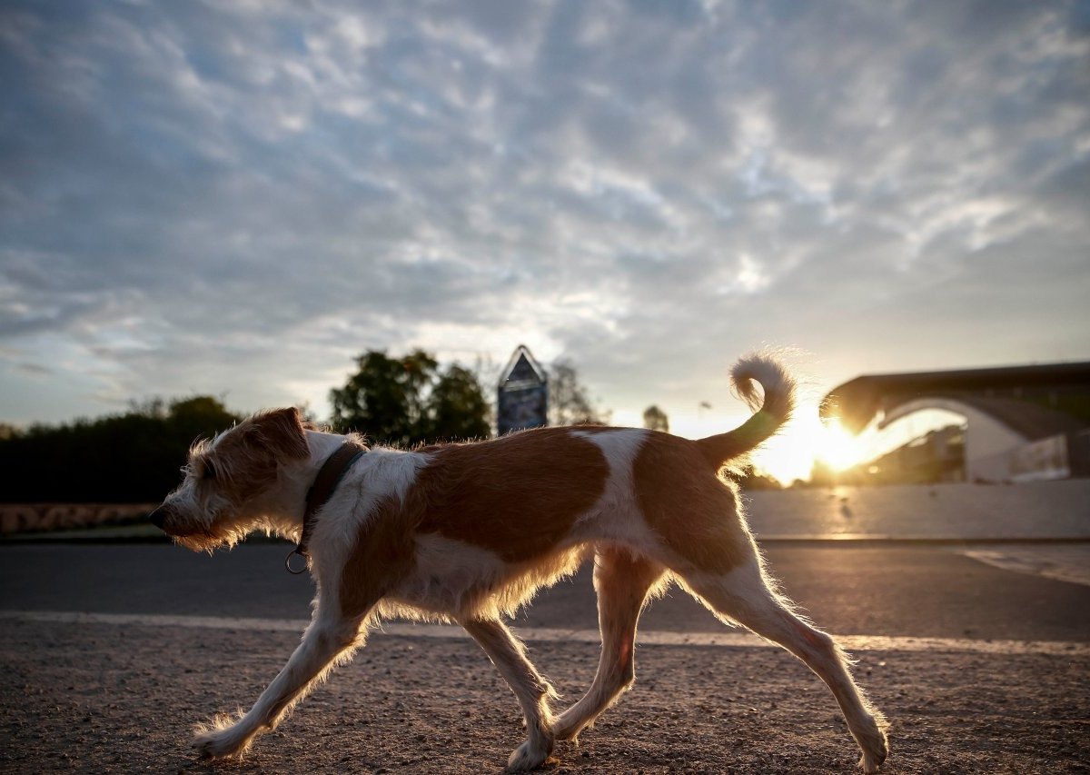 Hund Erfurt