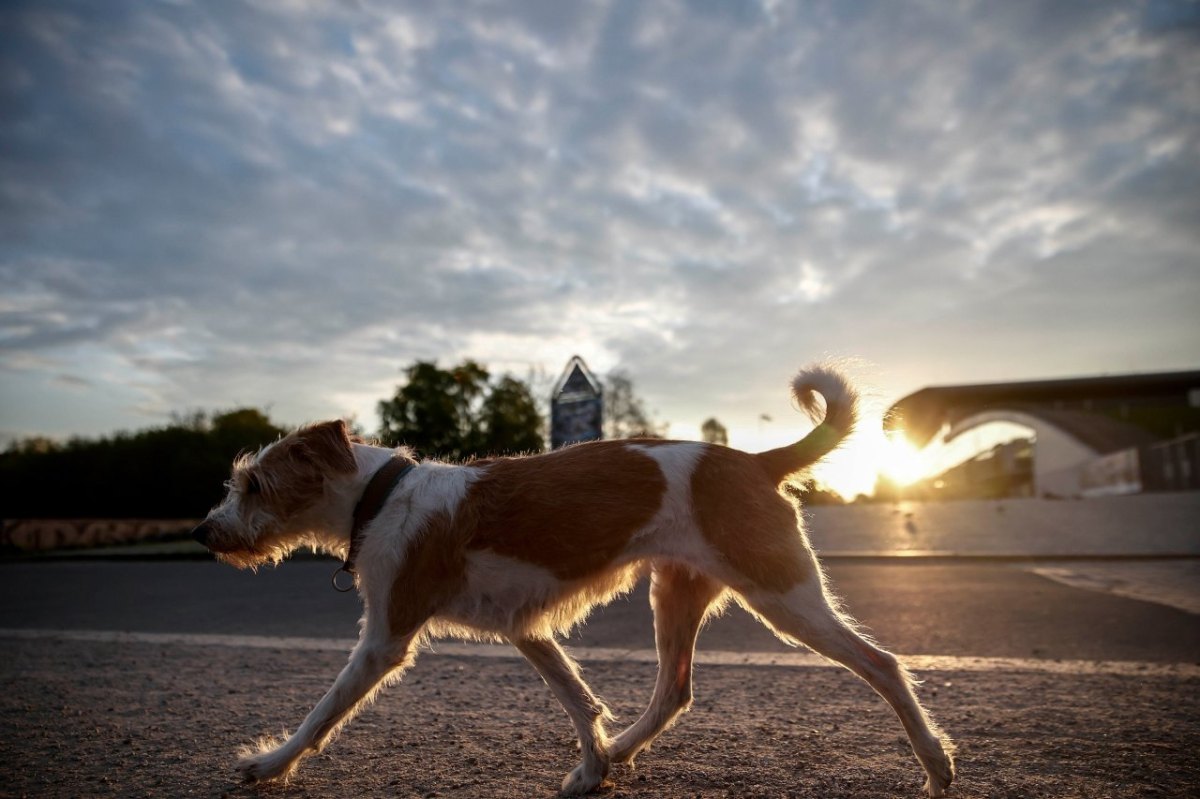 Hund Erfurt