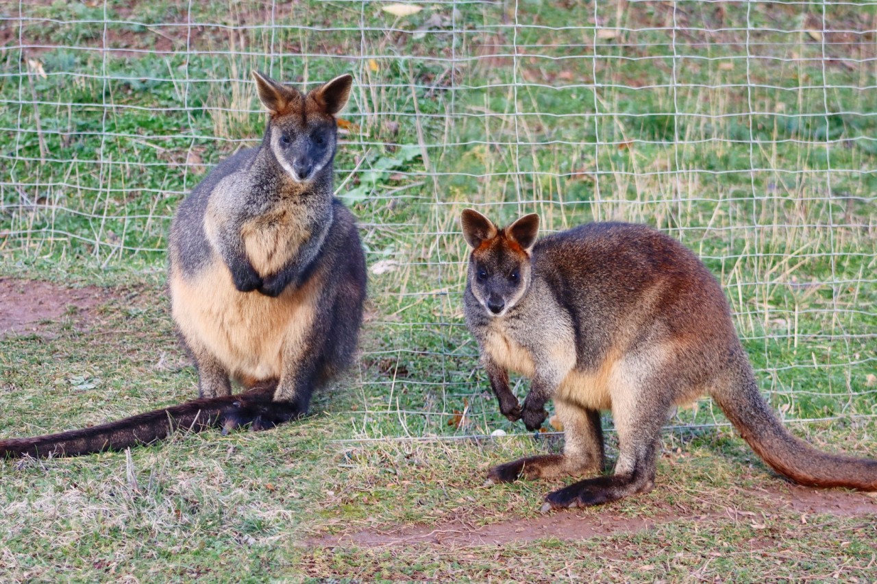 Die Sumpfwallabys Josh und Luke müssen innerhalb des Zoos Erfurt umziehen.