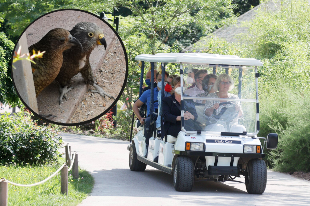 Zoo Erfurt Kea .png