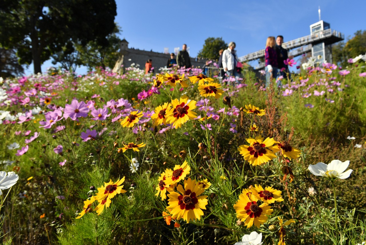 So schön wie bei der Abschlussveranstaltung der Buga in Erfurt, könnten die Blumen vielleicht bald schon auf der nächsten Buga in der Stadt blühen. (Archivbild)