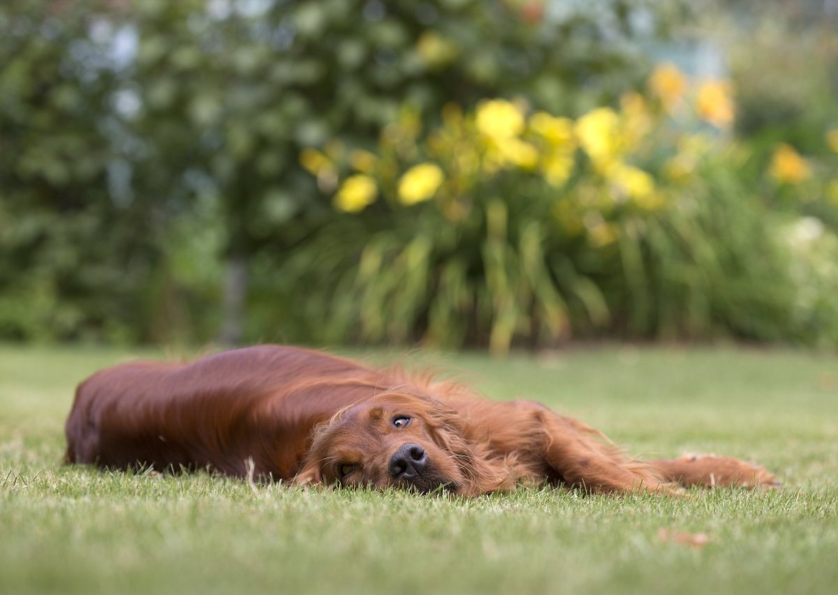 hund in thüringen irish setter.jpg