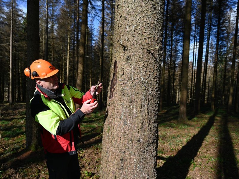 thüringen borkenkäfer