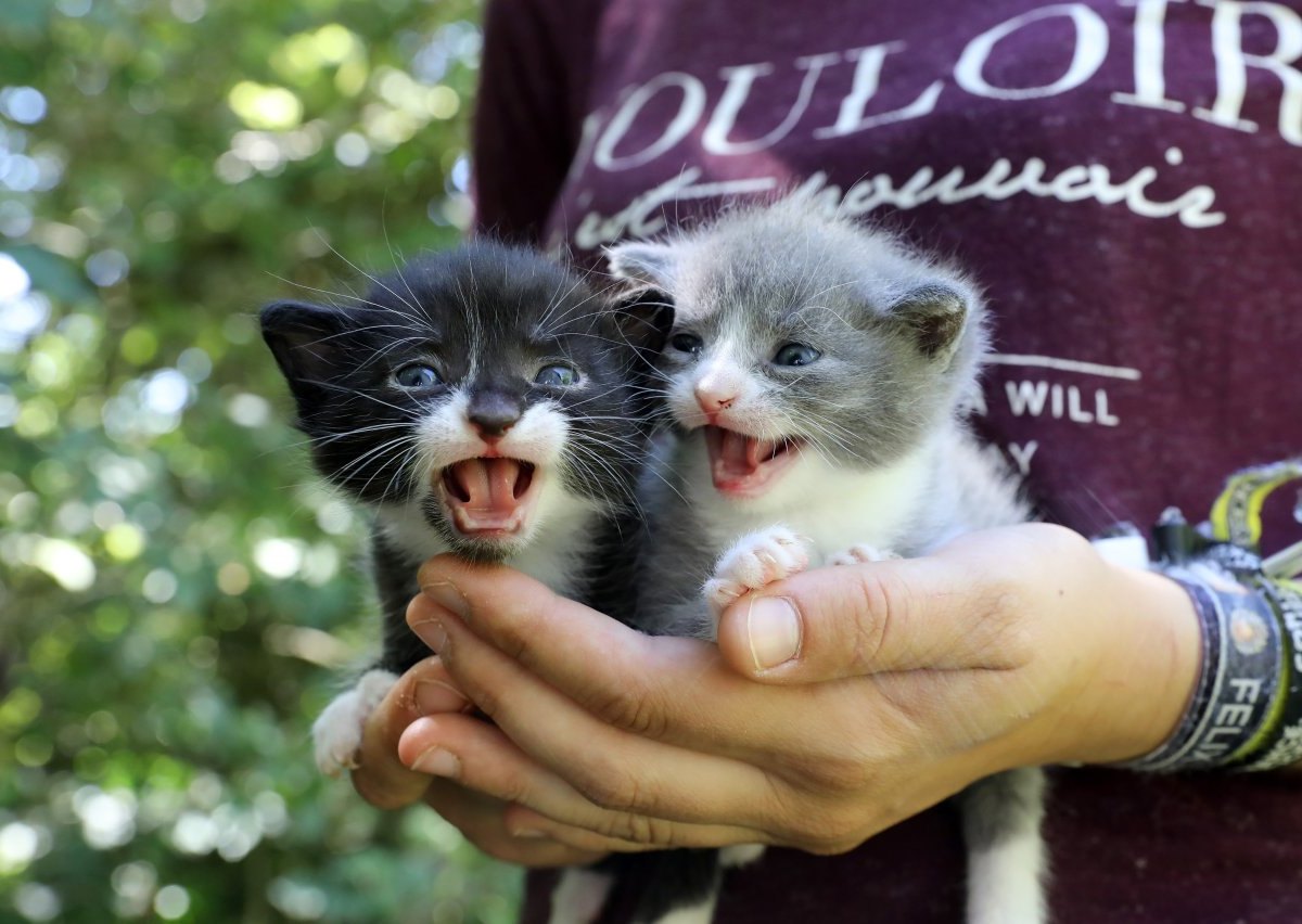 thüringen katzen