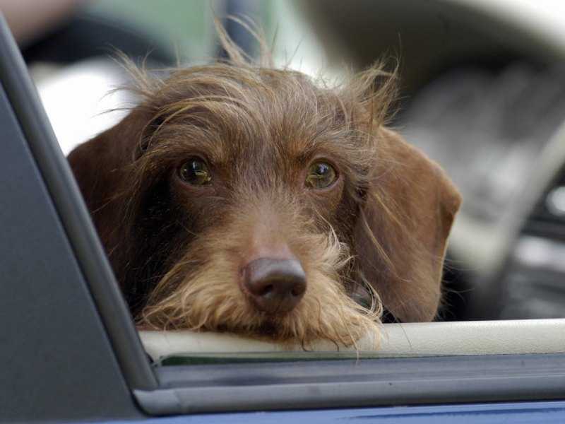 HUnd