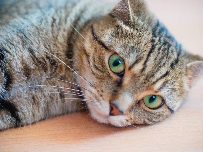 Nordhausen-Katze.jpg