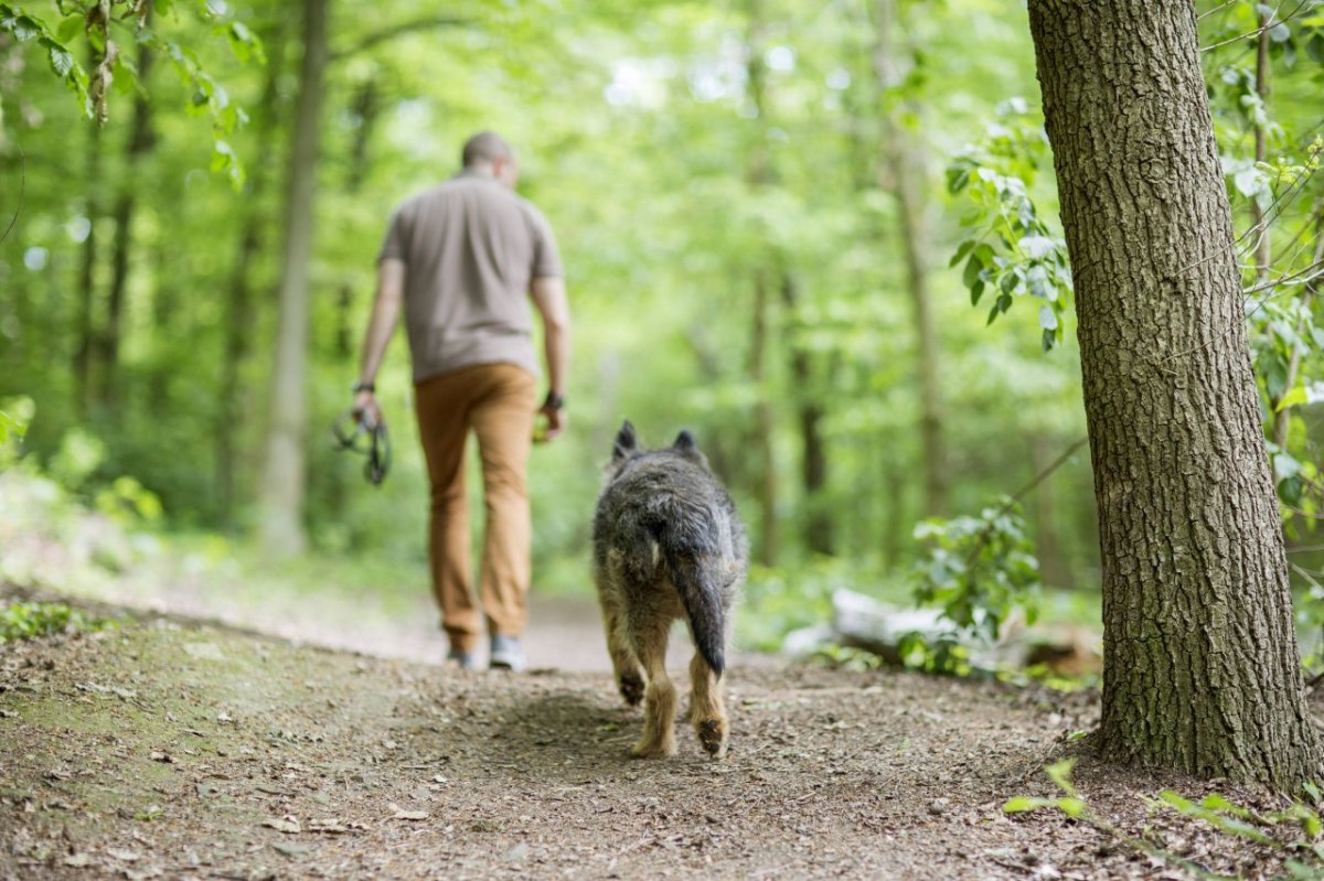 Schmalkalden Hund