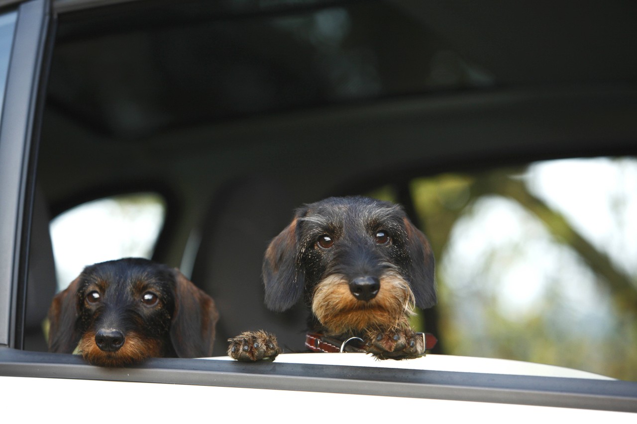 Ein armer Hund in Nordhausen steckte in einem Hitze-Auto fest. (Symbolbild)