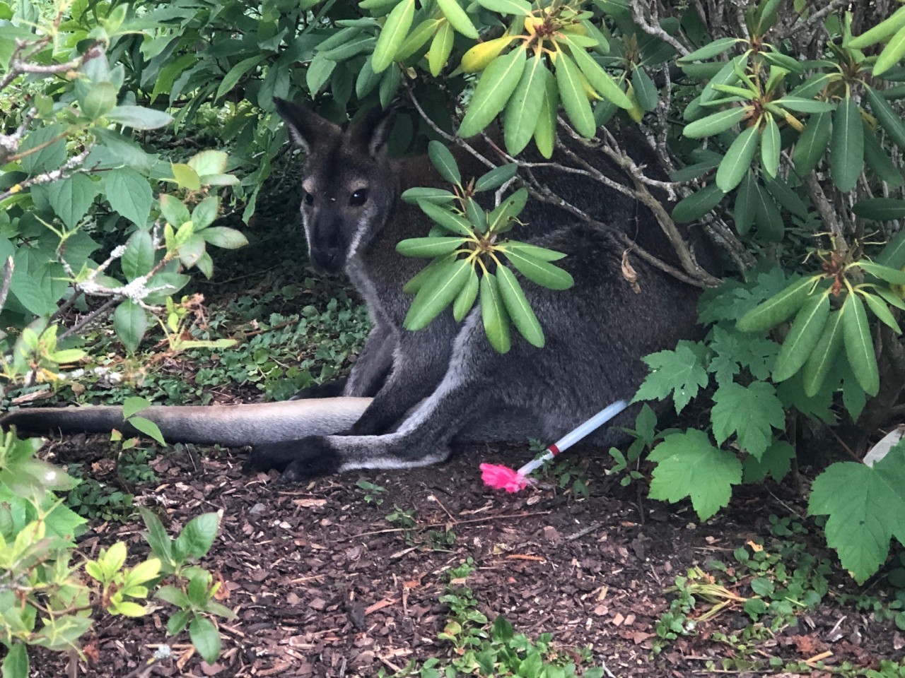 Das ausgebüxte Känguru Skippy ist wieder im Affenwald Straußberg. 