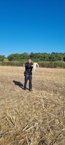 Die Schwäne auf der A4 in Thüringen hielten die Polizei ganz schön auf Trab.