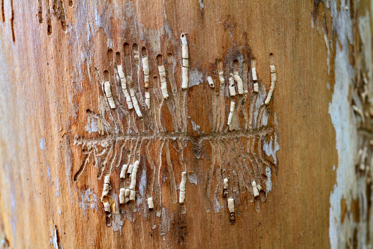 Der Borkenkäfer breitet sich auch in Thüringen immer weiter aus – und sorgt für die Rodung etlicher Waldflächen. (Symbolbild)