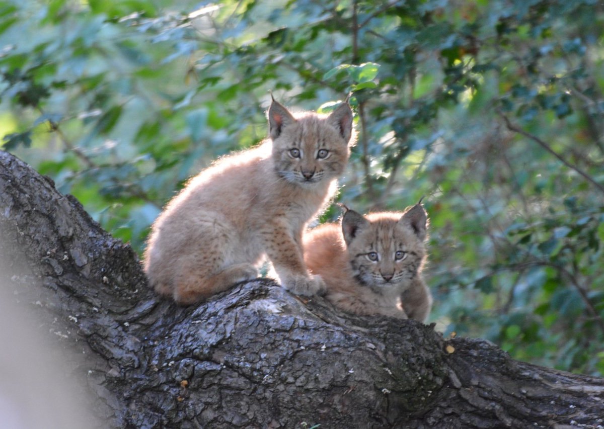 thüringen wildkatzendorf.JPG