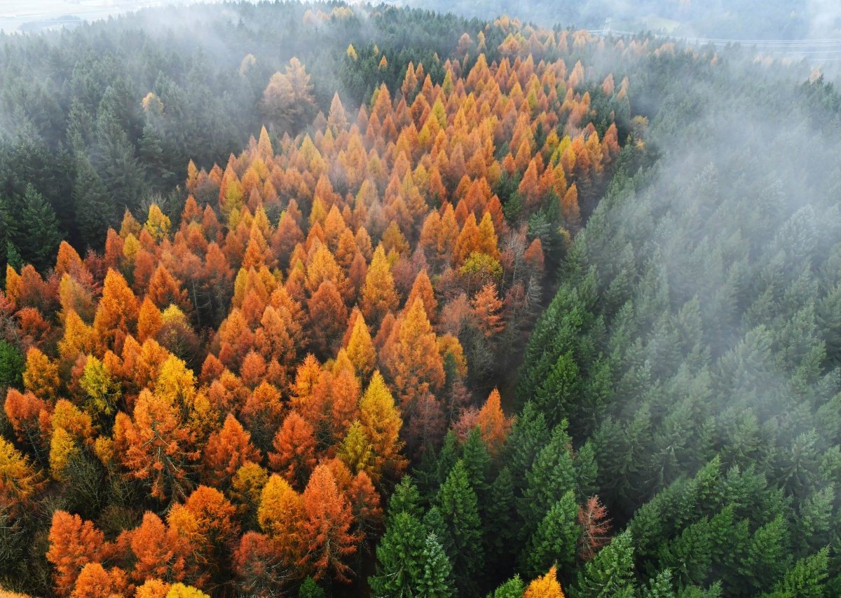 thÃ¼ringer wald.jpg