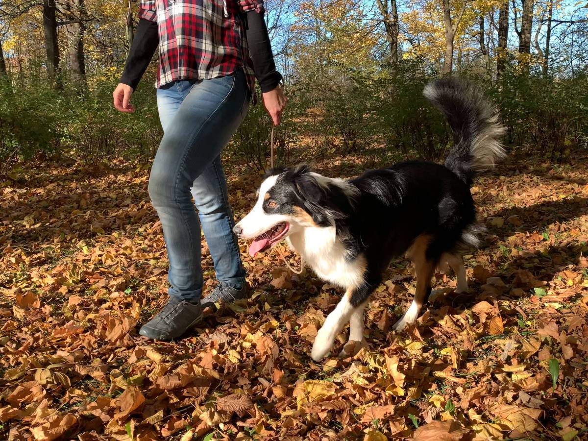 Die Hunde-Runde nahm für eine Frau und ihren Vierbeiner in Thüringen ein böses Ende. (Symbolbild)