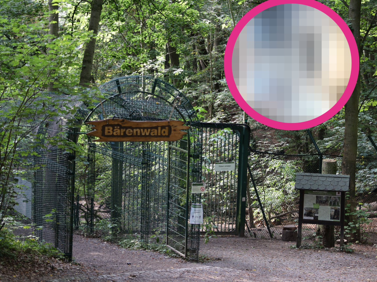 Ansicht auf den BÃ¤renwald mit verpixeltem Bild in die Ecke montiert