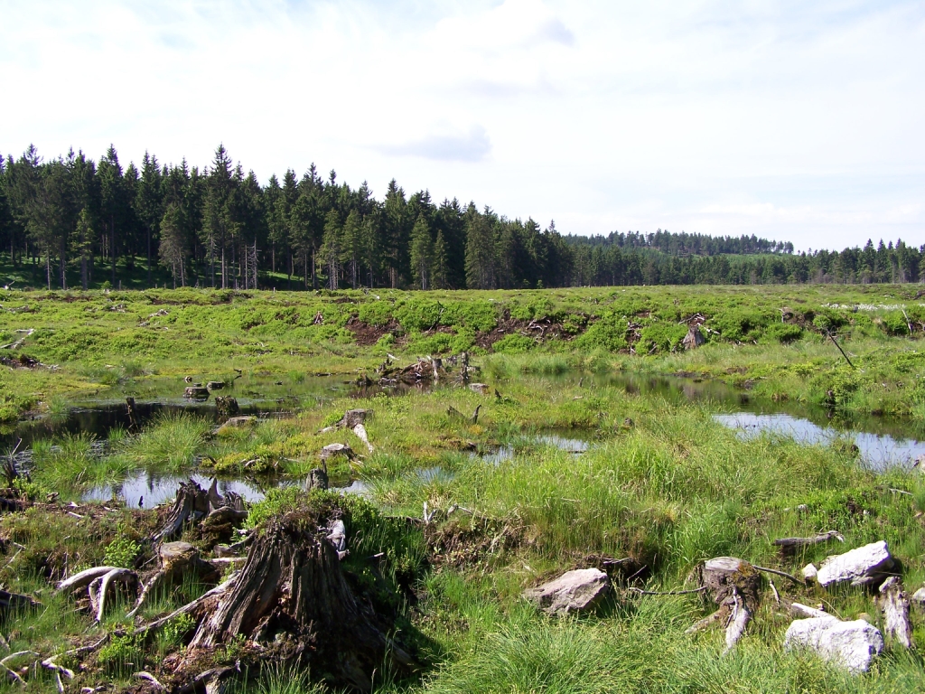 Thüringer Wald Moor