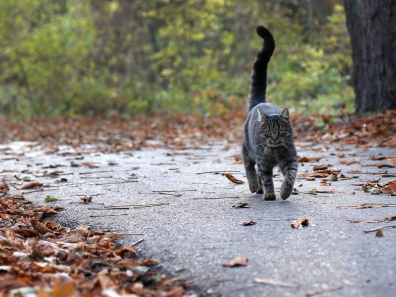 Graue Katze streift durch Laub