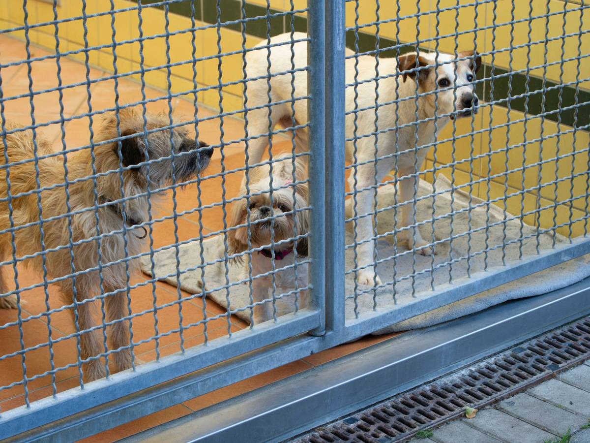 Hunde stehen im Zwinger und gucken raus