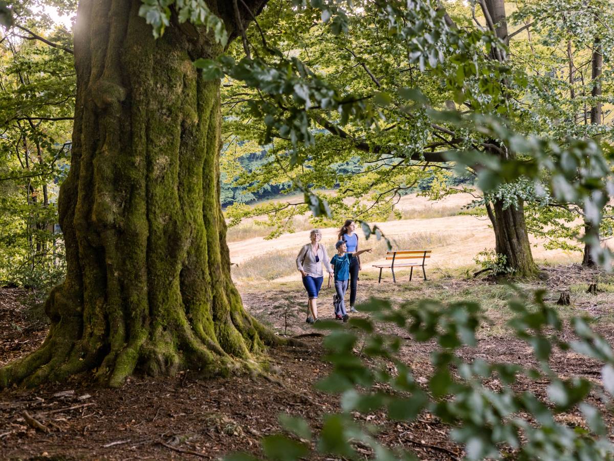 Thüringer Wald