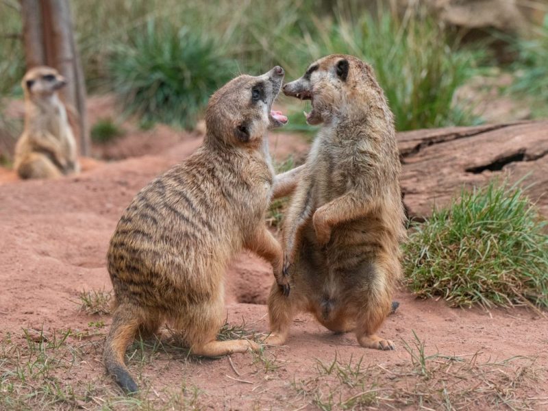 Zoo Erfurt - Erdmännchen