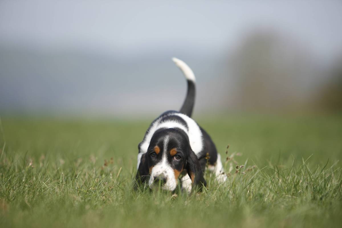 Hund schnüffelt in Wiese