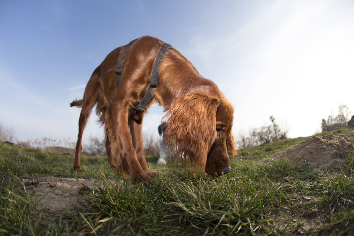 Hund schnüffelt auf einer Wiese