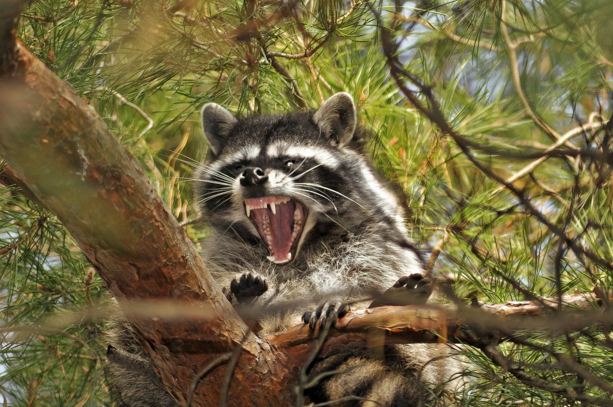 Aggressiver Waschbär sitzt auf einem Baum