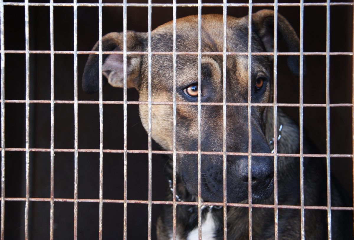 Hund sitzt hinter GitterstÃ¤ben