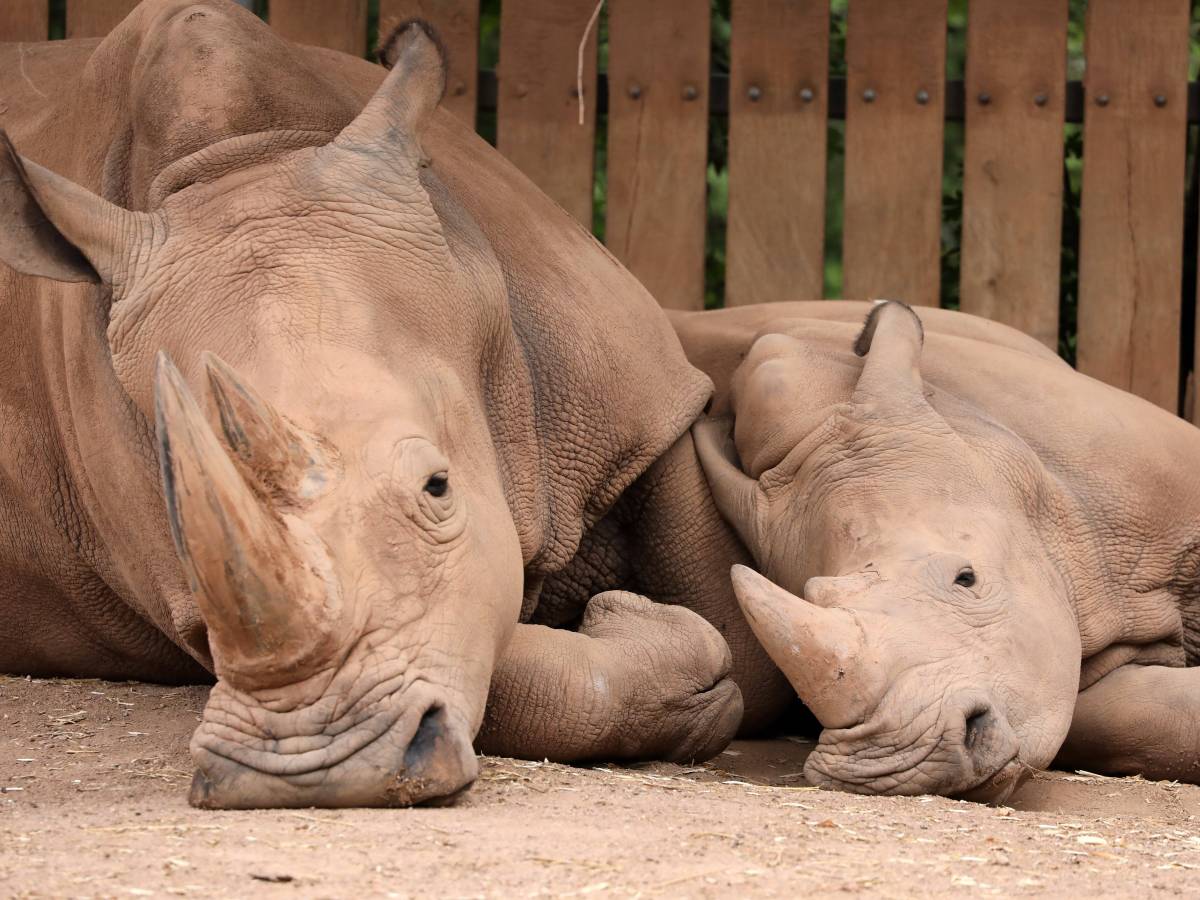 Der Zoo Erfurt bekommt neue Nashörner. (Archivbild)