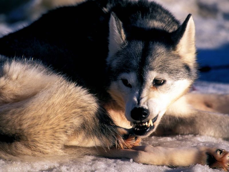 Thüringen aggressiver Husky