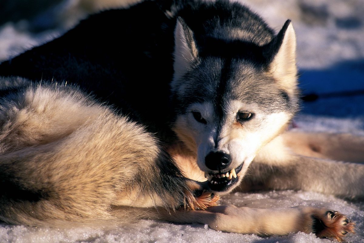 ThÃ¼ringen aggressiver Husky