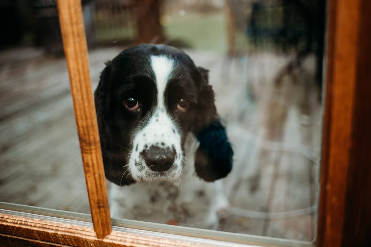 Die Silvesternacht ist nicht fÃ¼r jeden schÃ¶n â€“ Tiere leiden besonders. (Symbolbild)