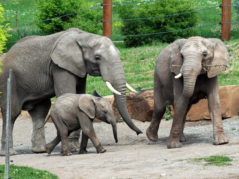 Zoo Erfurt