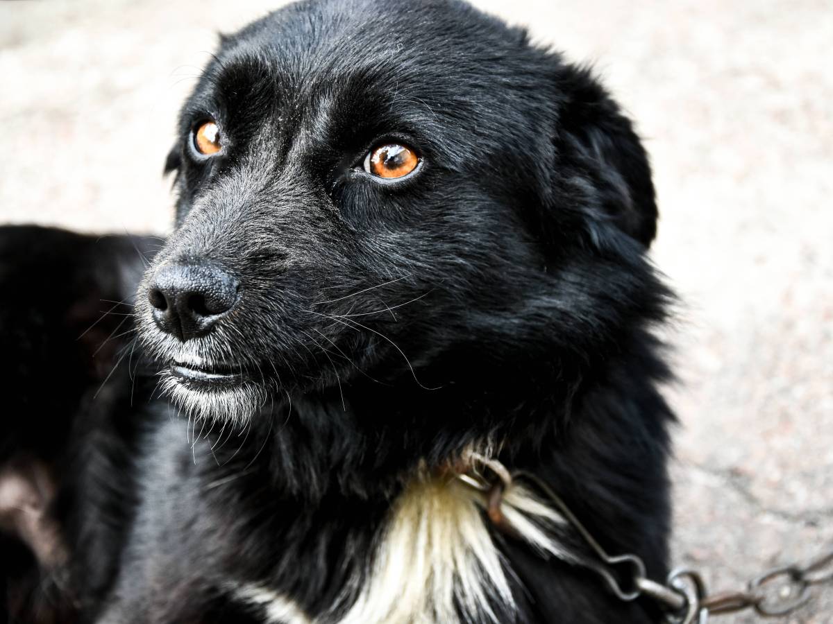 Ein Hund hat seinen Ausflug in ThÃ¼ringen mit dem Leben bezahlt. (Symbolbild)