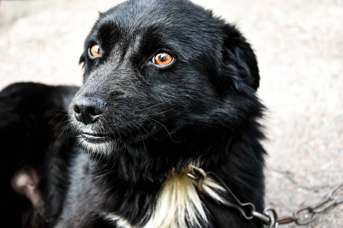 Ein Hund hat seinen Ausflug in ThÃ¼ringen mit dem Leben bezahlt. (Symbolbild)