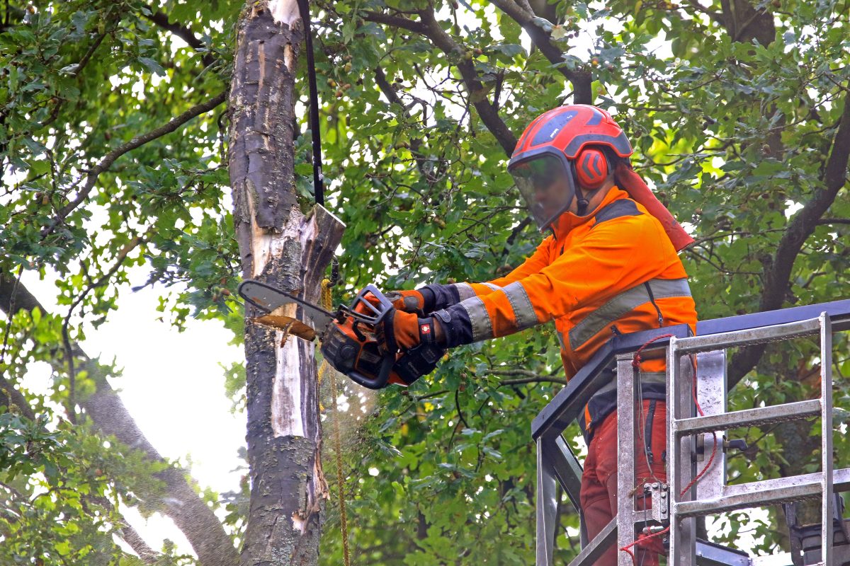 Auf einer Fläche in Erfurt fällt jetzt jeder zweite Baum.