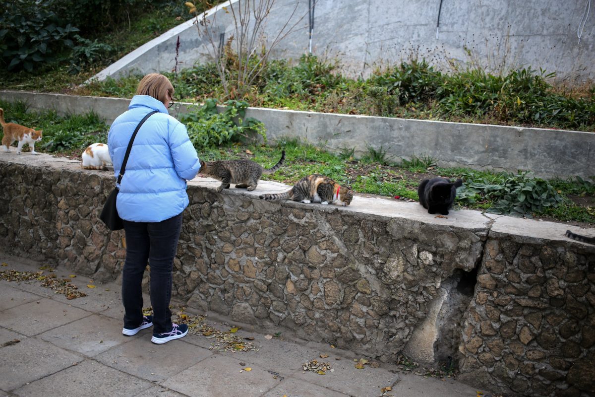 Eine Frau aus Suhl in ThÃ¼ringen hat ein Herz fÃ¼r Katzen. Zuletzt hatte sie sich auch liebevoll um Streuner gekÃ¼mmert. Das kÃ¶nnte ihr jetzt zum VerhÃ¤ngnis werden.