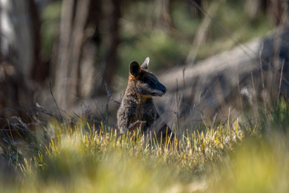 Ein Wallaby aus ThÃ¼ringen wird schmerzlichst vermisst.