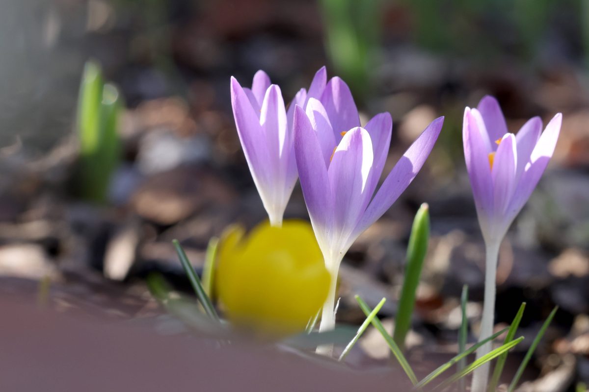 HÃ¤lt der FrÃ¼hling bald in ThÃ¼ringen Einzug? (Symbolbild)