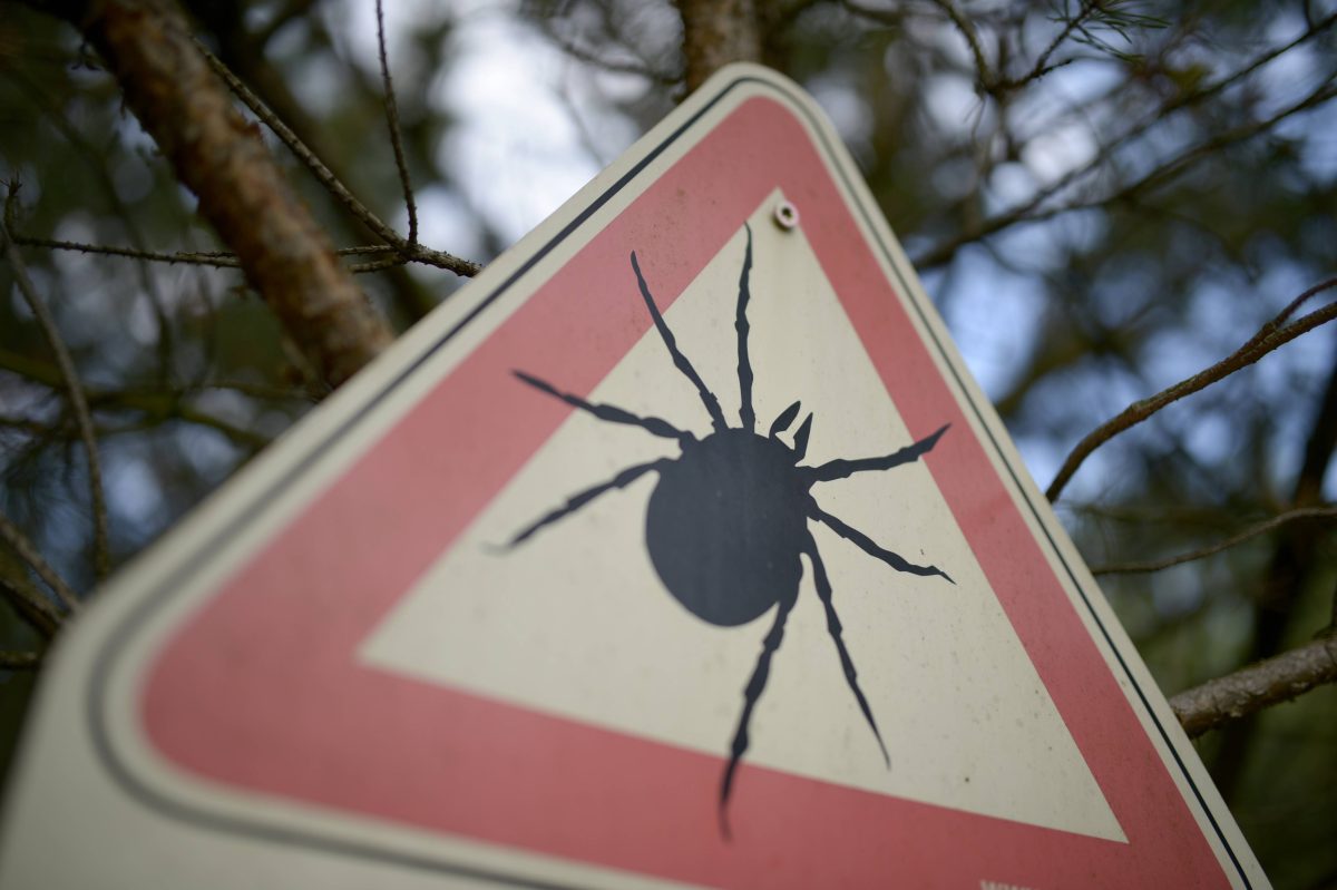 Auch in ThÃ¼ringen lauert die Zecken-Gefahr.