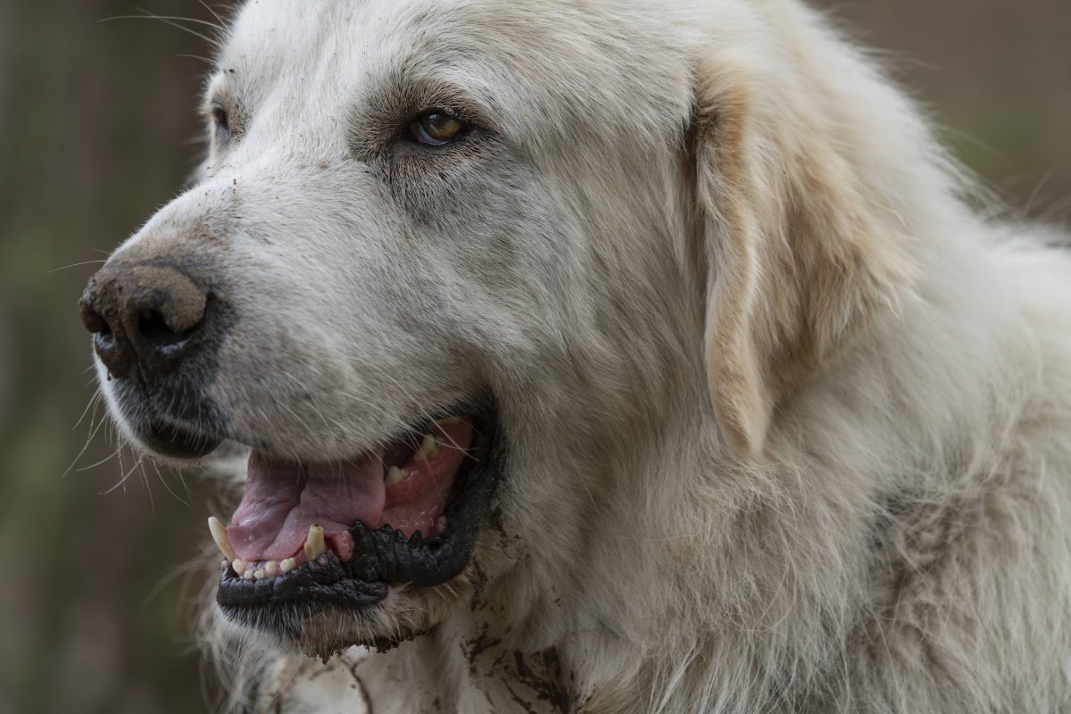 Hund in ThÃ¼ringen