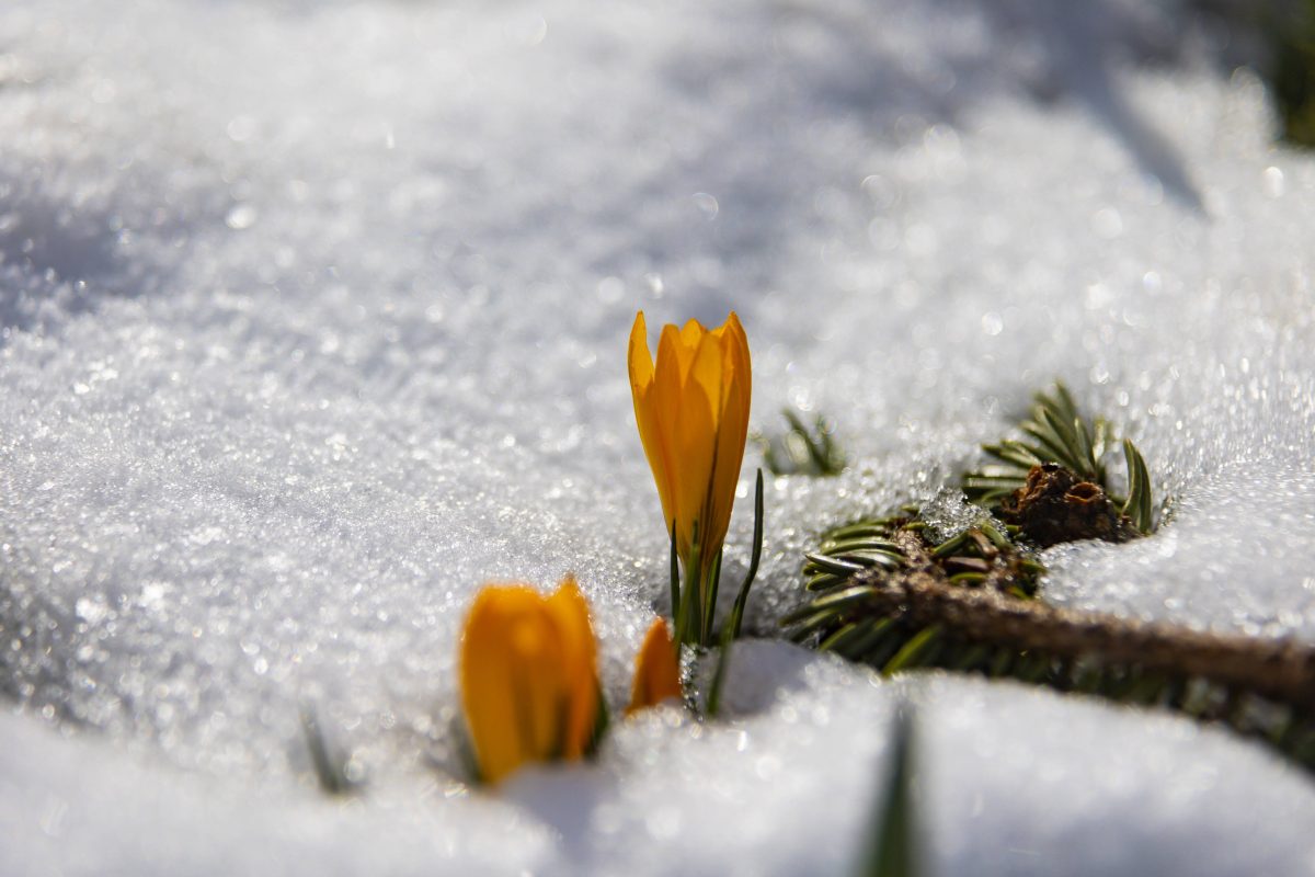 Kommt der FrÃ¼hling â€“ oder bleibt der Winter noch etwas in ThÃ¼ringen? (Symbolbild)