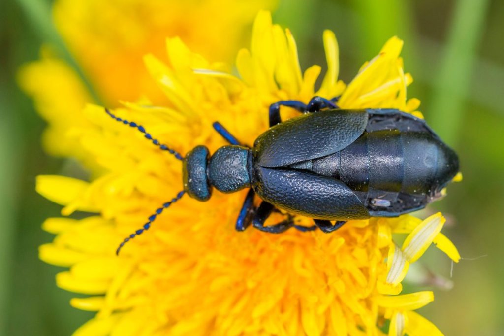 Der schwarzblaue Ölkäfer sondert bei Gefahr ein Sekret ab, das das Gift Cantharidin enthält.