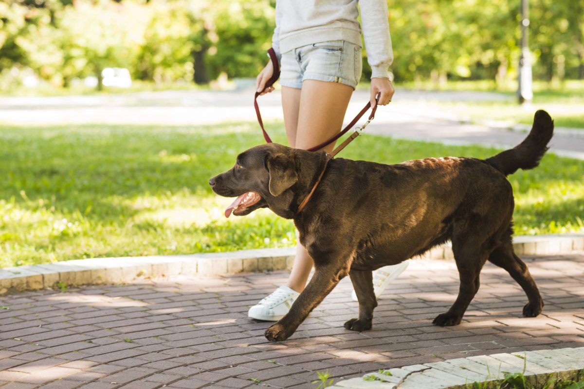 Ein Hund war nach einer Gassi-Runde in ThÃ¼ringen plÃ¶tzlich ganz anders drauf. Sein Frauchen reagierte sofort. (Symbolbild)