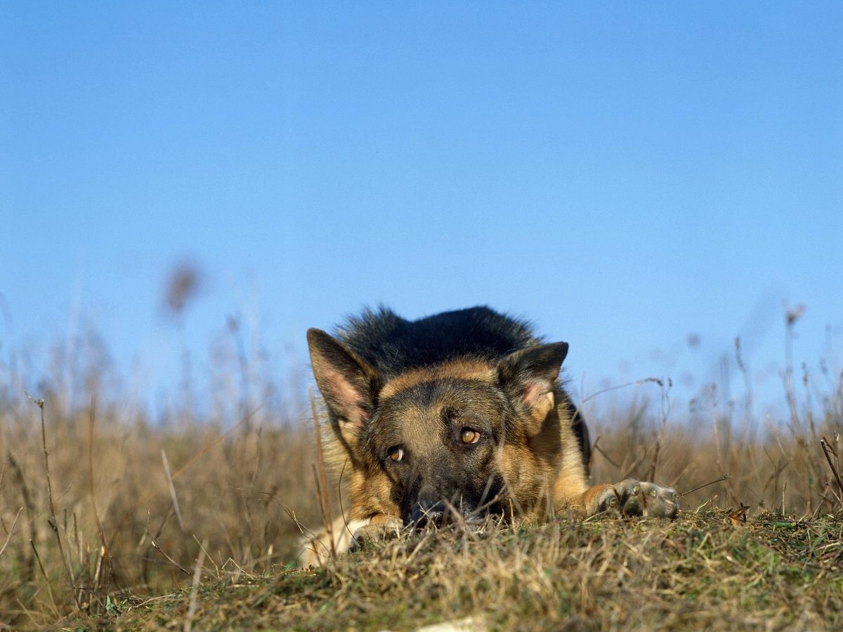 Trauriger Anblick vor einem Thüringer Tierheim! (Symbolbild)