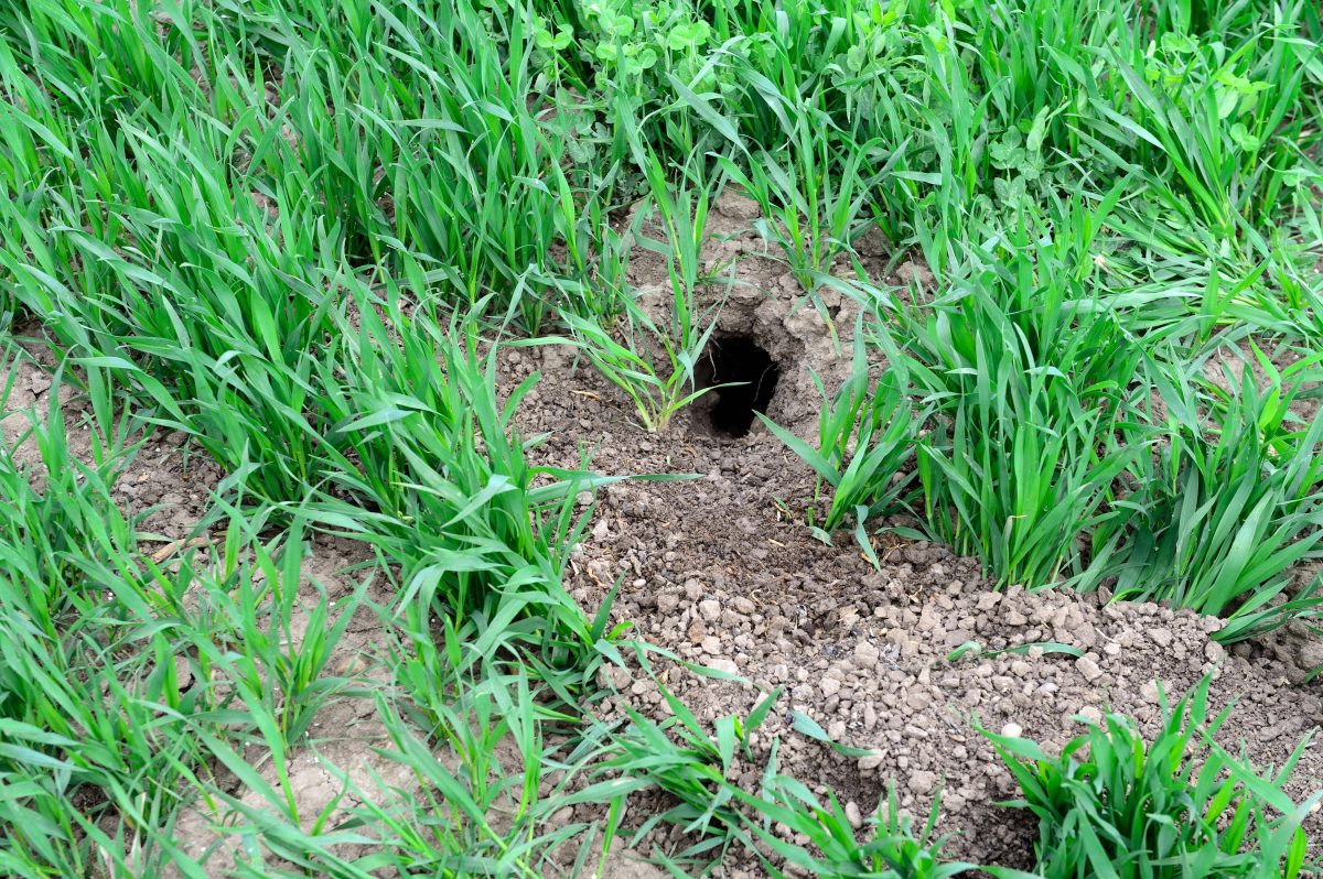 Sie leben versteckt in diesen ErdlÃ¶chern â€“ und sind vom Aussterben bedroht: Feldhamster. (Archivbild)