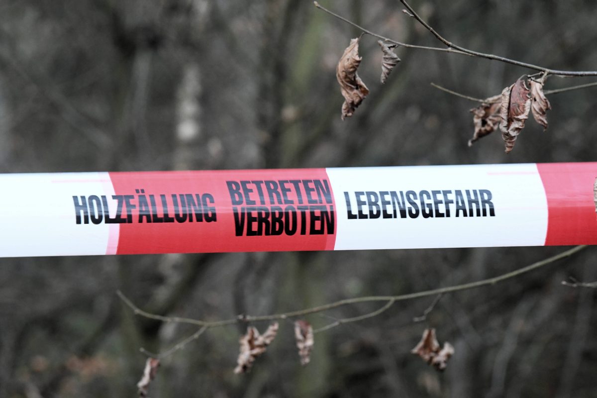 Todes-Drama bei HolzfÃ¤llarbeiten in ThÃ¼ringen! (Symbolbild)