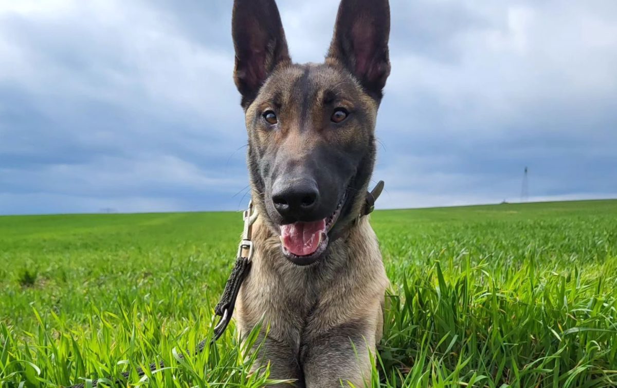 Hund Apollo hat monatelang im Tierheim Nordhausen auf ein neues Zuhause gewartet. Jetzt hat der die "Chance seines Lebens" bekommen.